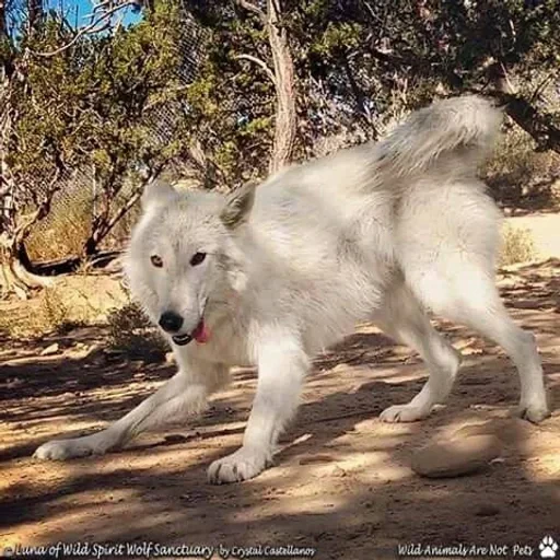🌟 Стикер «Wolfs» для Telegram