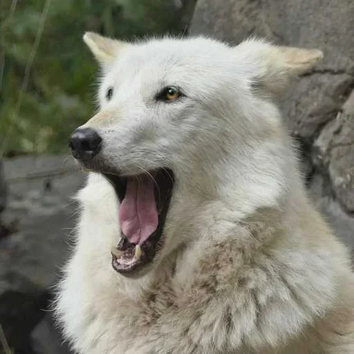 😱 Стикер «Wolfs» для Telegram