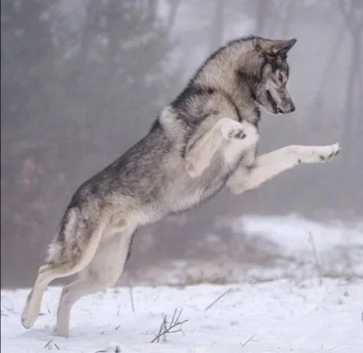 🌟 Стикер «Wolfs» для Telegram