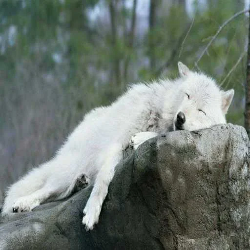 🙈 Стикер «Wolfs» для Telegram