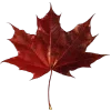 🍁 Эмодзи «Coraline 𖦹» для Telegram