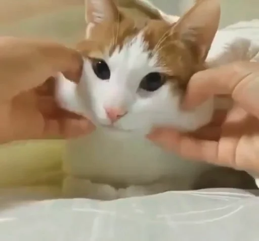 😸 Стикер «Местные кошки» для Telegram