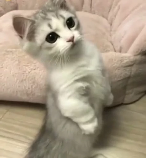 🙁 Стикер «Местные кошки» для Telegram