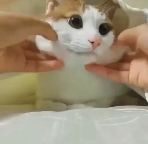 😸 Стикер «Местные кошки» для Telegram