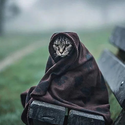 😶 Стикер «Местные кошки» для Telegram