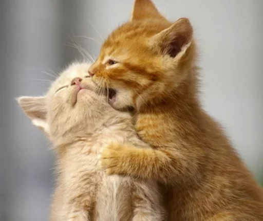 💋 Стикер «Местные кошки» для Telegram