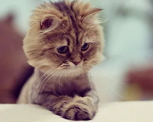 😔 Стикер «Местные кошки» для Telegram
