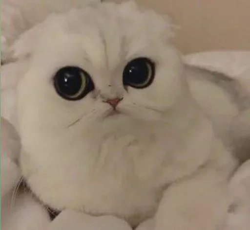 😌 Стикер «Местные кошки» для Telegram