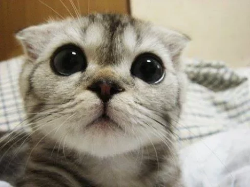 😿 Стикер «Местные кошки» для Telegram