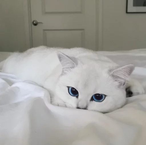 😶 Стикер «Местные кошки» для Telegram