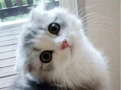 😿 Стикер «Местные кошки» для Telegram