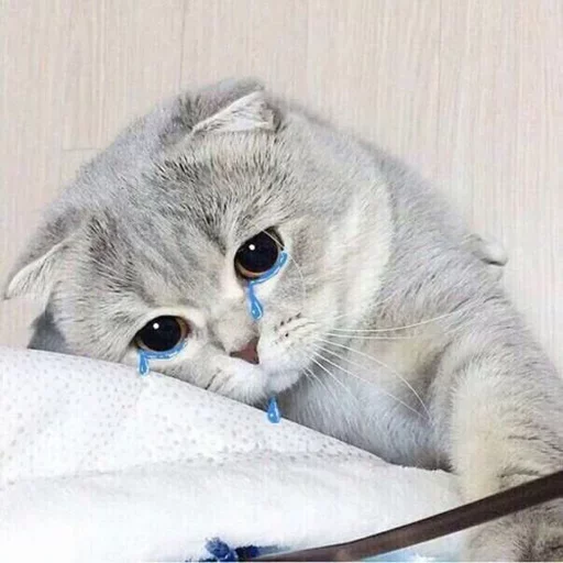 😭 Стикер «Местные кошки» для Telegram