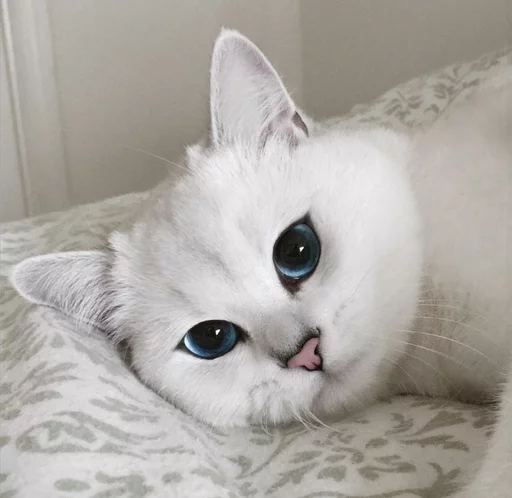 😿 Стикер «Местные кошки» для Telegram