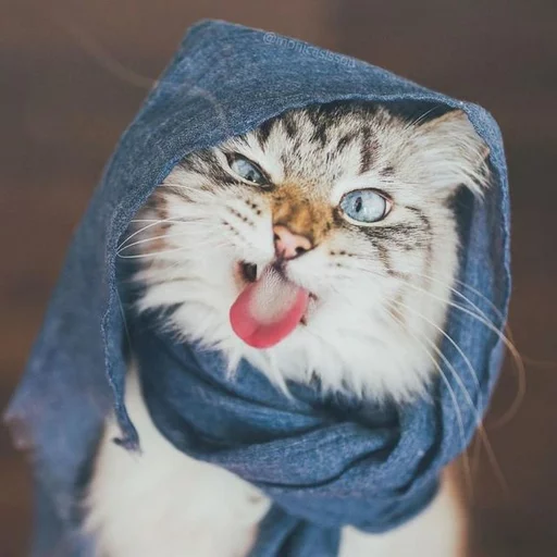 🤪 Стикер «Местные кошки» для Telegram