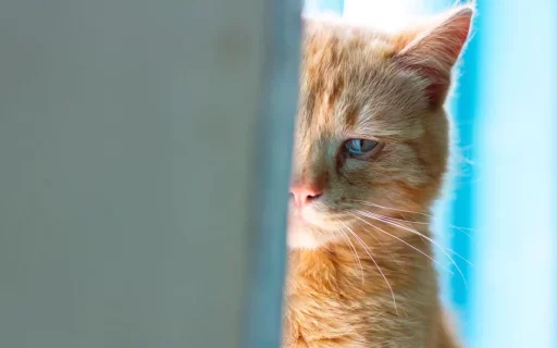 😕 Стикер «Местные кошки» для Telegram