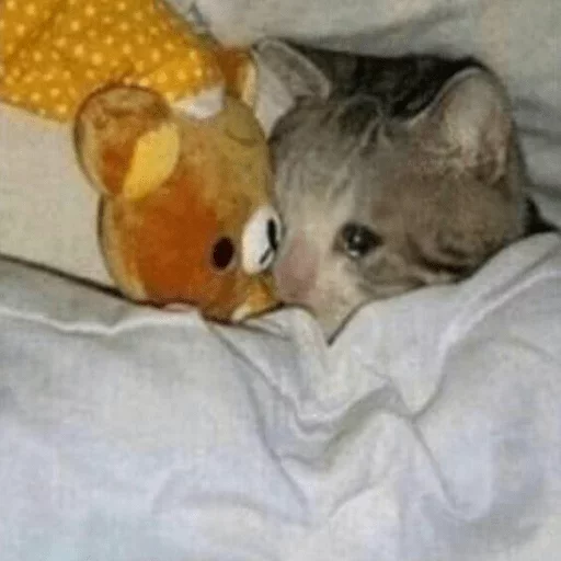 😿 Стикер «Местные кошки» для Telegram