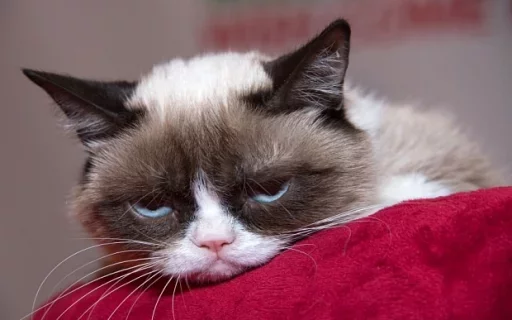 😾 Стикер «Местные кошки» для Telegram