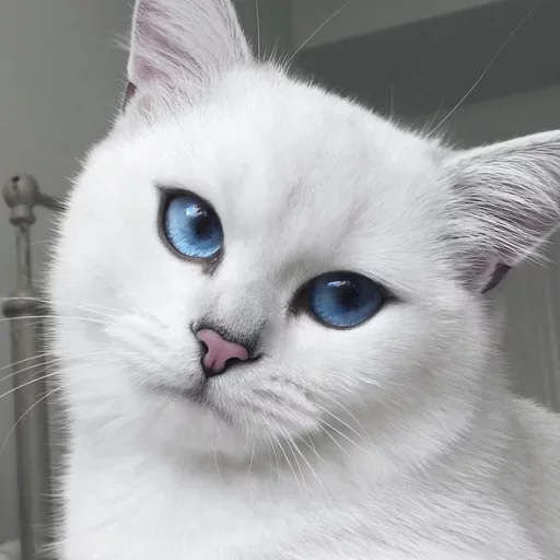 😾 Стикер «Местные кошки» для Telegram