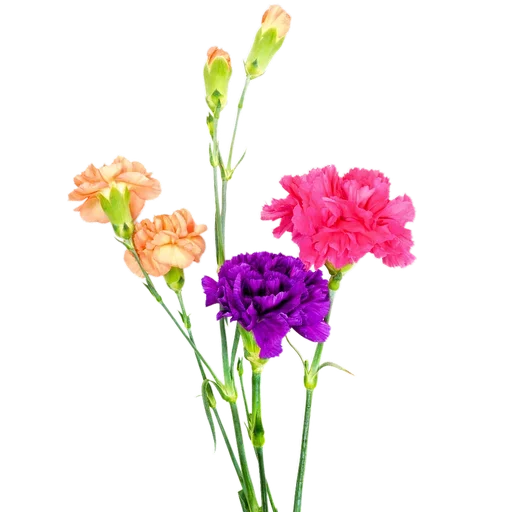 💐 Стикер «Милые цветы» для Telegram
