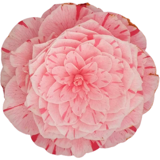 🌸 Стикер «Милые цветы» для Telegram