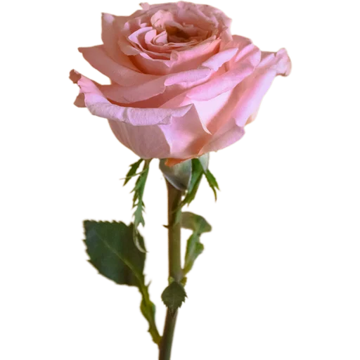 🥀 Стикер «Милые цветы» для Telegram