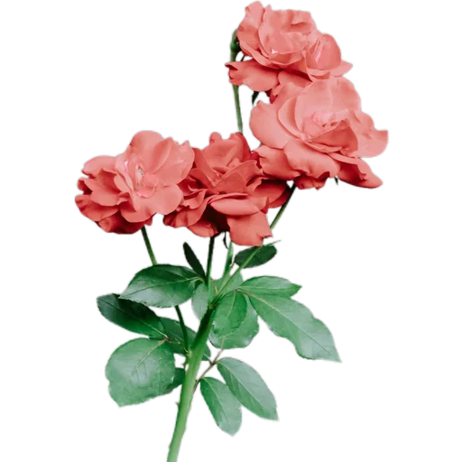 💐 Стикер «Милые цветы» для Telegram