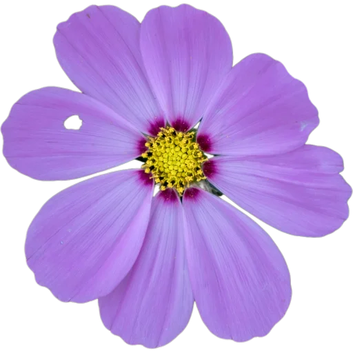 🌸 Стикер «Милые цветы» для Telegram