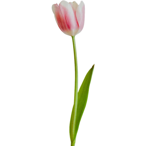 🌷 Стикер «Милые цветы» для Telegram
