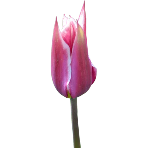 🌷 Стикер «Милые цветы» для Telegram