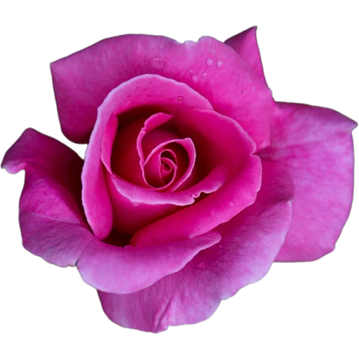 🌹 Стикер «Милые цветы» для Telegram
