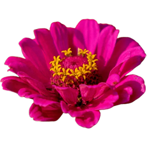 🌺 Стикер «Милые цветы» для Telegram