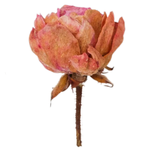 🥀 Стикер «Милые цветы» для Telegram