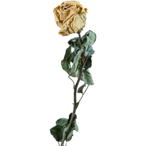 🥀 Стикер «Милые цветы» для Telegram