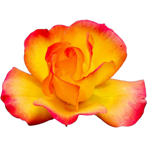 🌼 Стикер «Милые цветы» для Telegram