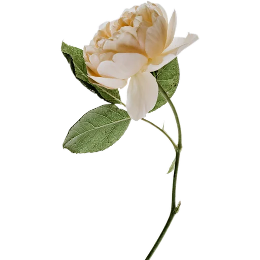 🥀 Стикер «Милые цветы» для Telegram