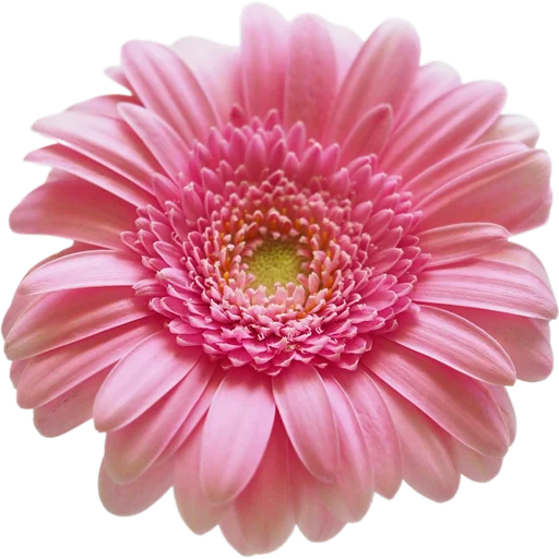 🌸 Стикер «Милые цветы» для Telegram