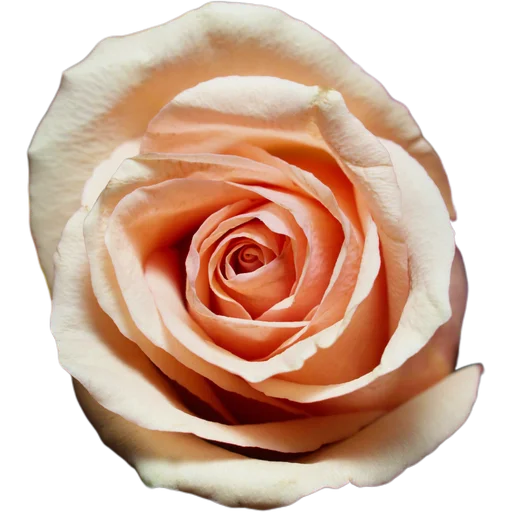 🌹 Стикер «Милые цветы» для Telegram