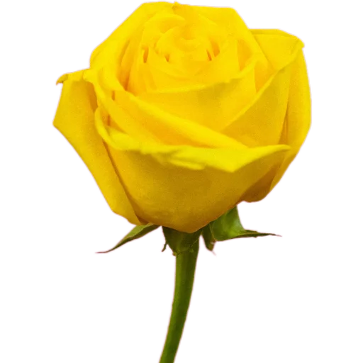 🌹 Стикер «Милые цветы» для Telegram