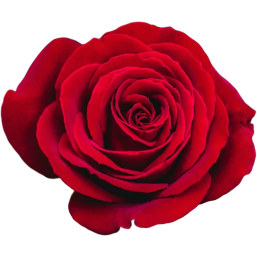 🌹 Стикер «Милые цветы» для Telegram