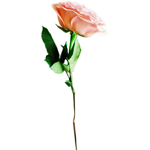 🥀 Стикер «Милые цветы» для Telegram
