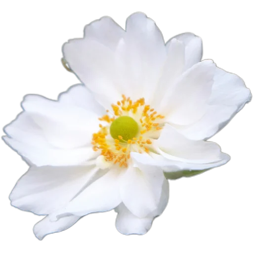 🌼 Стикер «Милые цветы» для Telegram