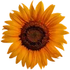 🌻 Эмодзи «Милые Цветочки» для Telegram