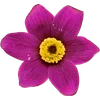 🌺 Эмодзи «Милые Цветочки» для Telegram