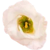 🌼 Эмодзи «Милые Цветочки» для Telegram