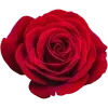 🌹 Эмодзи «Милые Цветочки» для Telegram