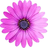 🌸 Эмодзи «Милые Цветочки» для Telegram