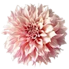 🌸 Эмодзи «Милые Цветочки» для Telegram