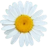 🌼 Эмодзи «Милые Цветочки» для Telegram