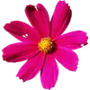 🌺 Эмодзи «Милые Цветочки» для Telegram