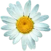 🌼 Эмодзи «Милые Цветочки» для Telegram